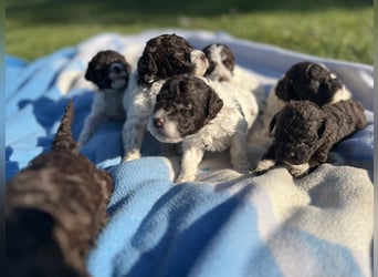 Lagotto Romagnolo – Welpen höchster Qualität aus der FCI-zertifizierten Zuchtstätte „King of the Tru