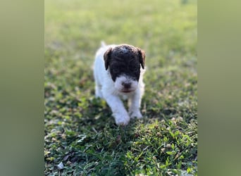 Lagotto Romagnolo – Welpen höchster Qualität aus der FCI-zertifizierten Zuchtstätte „King of the Tru