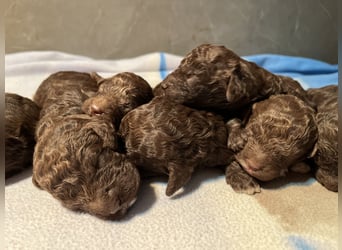 Lagotto Romagnolo – Welpen höchster Qualität aus der FCI-zertifizierten Zuchtstätte „King of the Tru