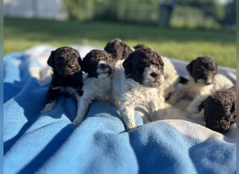 Lagotto Romagnolo – Welpen höchster Qualität aus der FCI-zertifizierten Zuchtstätte „King of the Tru