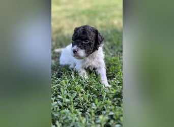 Lagotto Romagnolo – Welpen höchster Qualität aus der FCI-zertifizierten Zuchtstätte „King of the Tru