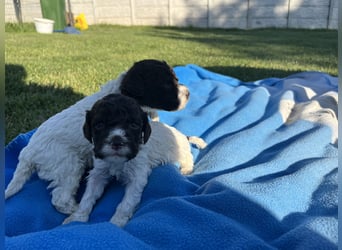 Lagotto Romagnolo – Welpen höchster Qualität aus der FCI-zertifizierten Zuchtstätte „King of the Tru