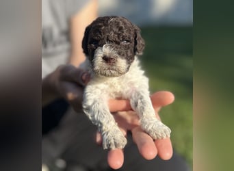 Lagotto Romagnolo – Welpen höchster Qualität aus der FCI-zertifizierten Zuchtstätte „King of the Tru