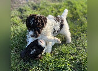 Lagotto Romagnolo – Hochwertige Welpen aus der registrierten Zuchtstätte King of the Truffles