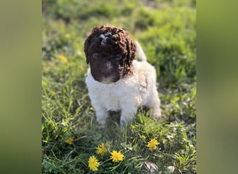 Lagotto Romagnolo – Hochwertige Welpen aus der registrierten Zuchtstätte King of the Truffles