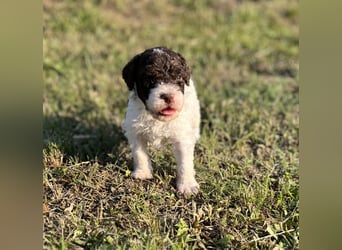 Lagotto Romagnolo – Welpen höchster Qualität aus der FCI-zertifizierten Zuchtstätte „King of the Tru