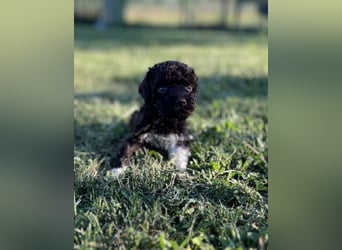 Lagotto Romagnolo – Welpen höchster Qualität aus der FCI-zertifizierten Zuchtstätte „King of the Tru