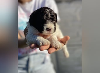 Lagotto Romagnolo – Hochwertige Welpen aus der registrierten Zuchtstätte King of the Truffles