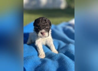 Lagotto Romagnolo – Welpen höchster Qualität aus der FCI-zertifizierten Zuchtstätte „King of the Tru