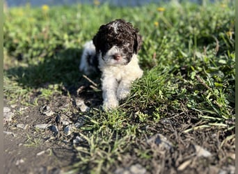 Lagotto Romagnolo – Hochwertige Welpen aus der registrierten Zuchtstätte King of the Truffles