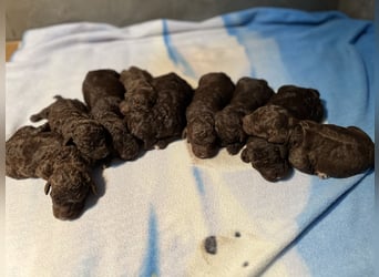Lagotto Romagnolo – Welpen höchster Qualität aus der FCI-zertifizierten Zuchtstätte „King of the Tru