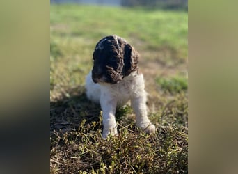 Lagotto Romagnolo – Hochwertige Welpen aus der registrierten Zuchtstätte King of the Truffles