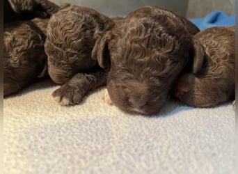 Lagotto Romagnolo – Welpen höchster Qualität aus der FCI-zertifizierten Zuchtstätte „King of the Tru