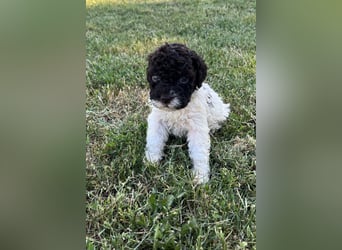 Lagotto Romagnolo – Welpen höchster Qualität aus der FCI-zertifizierten Zuchtstätte „King of the Tru