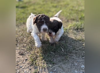Lagotto Romagnolo – Welpen höchster Qualität aus der FCI-zertifizierten Zuchtstätte „King of the Tru