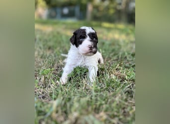 Lagotto Romagnolo – Welpen höchster Qualität aus der FCI-zertifizierten Zuchtstätte „King of the Tru