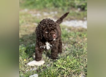 Lagotto Romagnolo – Hochwertige Welpen aus der registrierten Zuchtstätte King of the Truffles