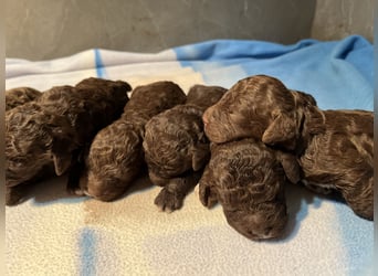 Lagotto Romagnolo – Welpen höchster Qualität aus der FCI-zertifizierten Zuchtstätte „King of the Tru