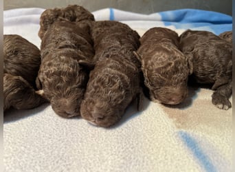 Lagotto Romagnolo – Welpen höchster Qualität aus der FCI-zertifizierten Zuchtstätte „King of the Tru