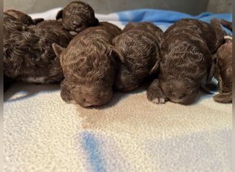 Lagotto Romagnolo – Welpen höchster Qualität aus der FCI-zertifizierten Zuchtstätte „King of the Tru