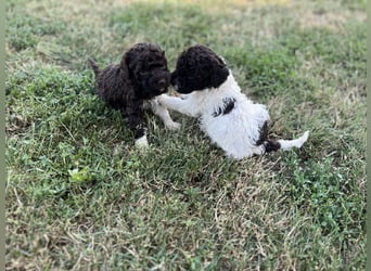 Lagotto Romagnolo – Welpen höchster Qualität aus der FCI-zertifizierten Zuchtstätte „King of the Tru