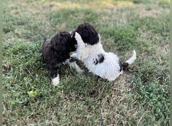 Lagotto Romagnolo – Welpen höchster Qualität aus der FCI-zertifizierten Zuchtstätte „King of the Tru