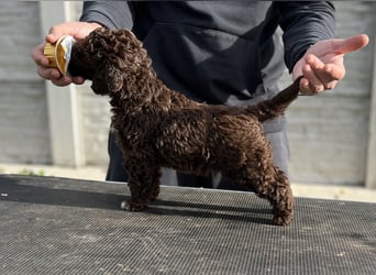 Lagotto Romagnolo – Hochwertige Welpen aus der registrierten Zuchtstätte King of the Truffles