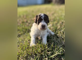 Lagotto Romagnolo – Welpen höchster Qualität aus der FCI-zertifizierten Zuchtstätte „King of the Tru