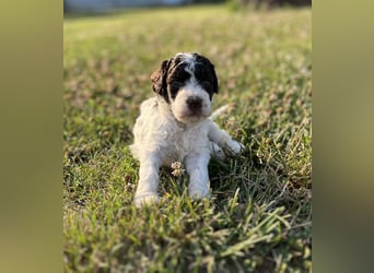 Lagotto Romagnolo – Welpen höchster Qualität aus der FCI-zertifizierten Zuchtstätte „King of the Tru