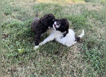 Lagotto Romagnolo – Welpen höchster Qualität aus der FCI-zertifizierten Zuchtstätte „King of the Tru