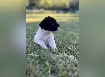 Lagotto Romagnolo – Welpen höchster Qualität aus der FCI-zertifizierten Zuchtstätte „King of the Tru