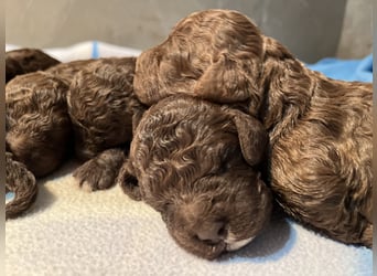 Lagotto Romagnolo – Welpen höchster Qualität aus der FCI-zertifizierten Zuchtstätte „King of the Tru