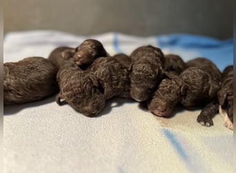 Lagotto Romagnolo – Welpen höchster Qualität aus der FCI-zertifizierten Zuchtstätte „King of the Tru