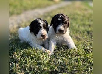 Lagotto Romagnolo – Welpen höchster Qualität aus der FCI-zertifizierten Zuchtstätte „King of the Tru