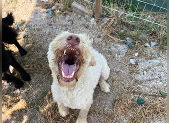 Squid (2) unser Lagotto Wirbelwind