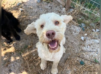 Squid (2) unser Lagotto Wirbelwind