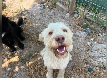Squid (2) unser Lagotto Wirbelwind