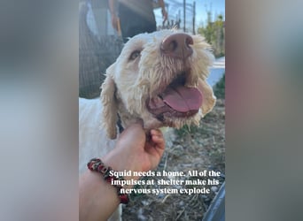 Squid (2) unser Lagotto Wirbelwind