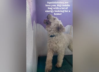 Squid (2) unser Lagotto Wirbelwind