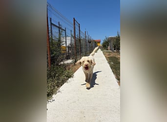 Squid (2) unser Lagotto Wirbelwind