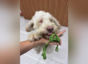 Squid (2) unser Lagotto Wirbelwind