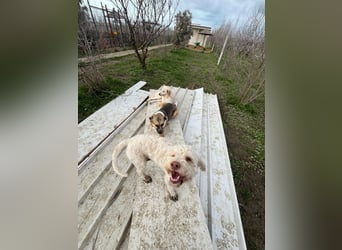 Squid (2) unser Lagotto Wirbelwind