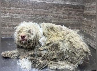 Squid (2) unser Lagotto Wirbelwind