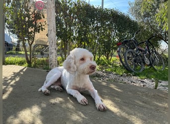 Squid (2) unser Lagotto Wirbelwind