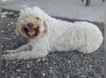 Squid (2) unser Lagotto Wirbelwind