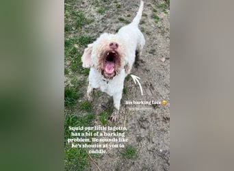 Squid (2) unser Lagotto Wirbelwind
