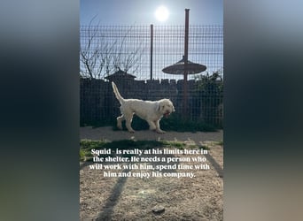 Squid (2) unser Lagotto Wirbelwind