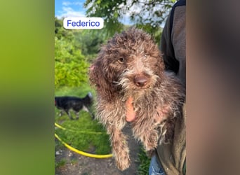 Federico wartet auf sein Happy-End