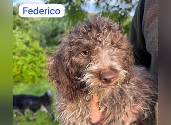 Federico wartet auf sein Happy-End