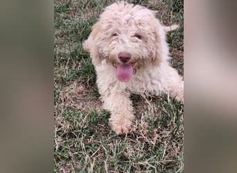 Welpen Lagotto Romagnolo